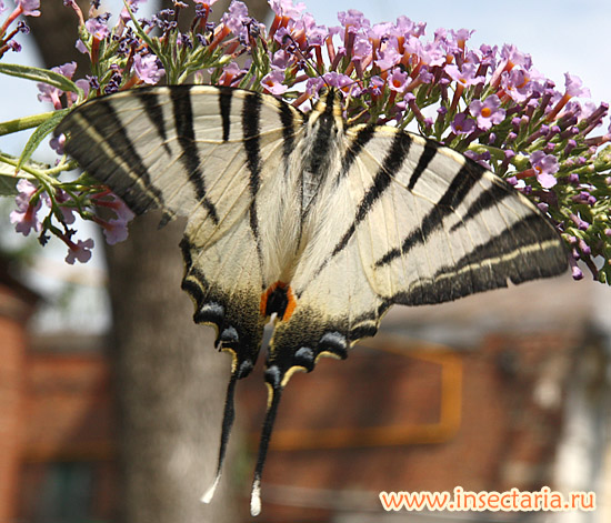 Подалирий (Iphiclides podalirius)